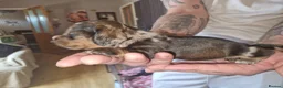 Miniature Dachshund dogs for sale: Miniature-dachshund  - Advert 2