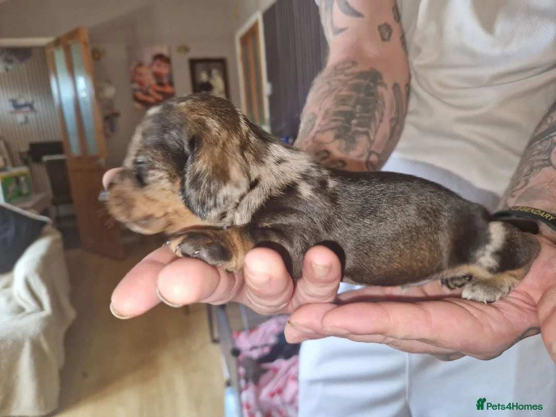 Miniature Dachshund dogs for sale: Miniature-dachshund  - Advert 2