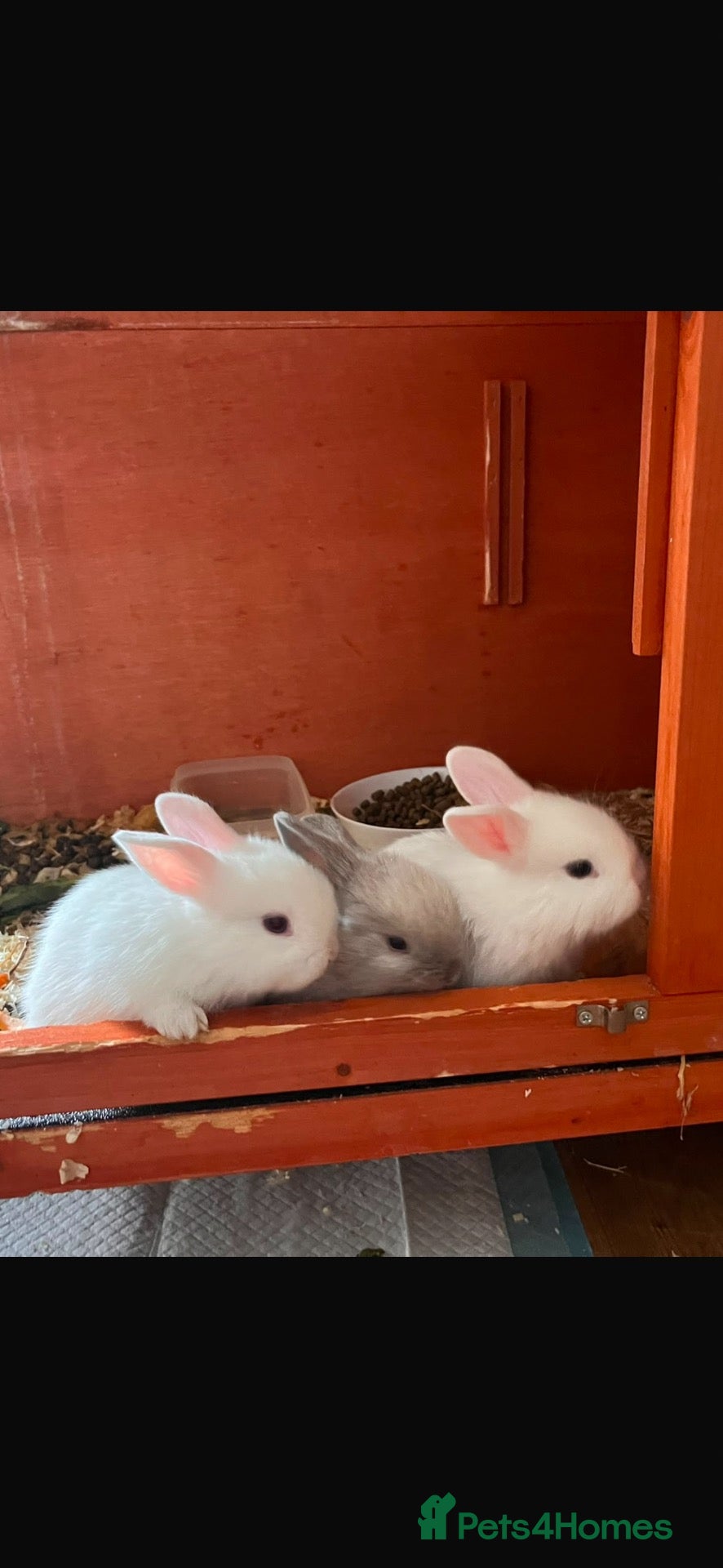 Mixed Breed rabbits Gorgeous Dwarf Netherland cross Mini Lop Bunnies - Advert 1