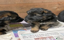 German Shepherd dogs for sale: Gorgeous German shepherd puppies - Image 7