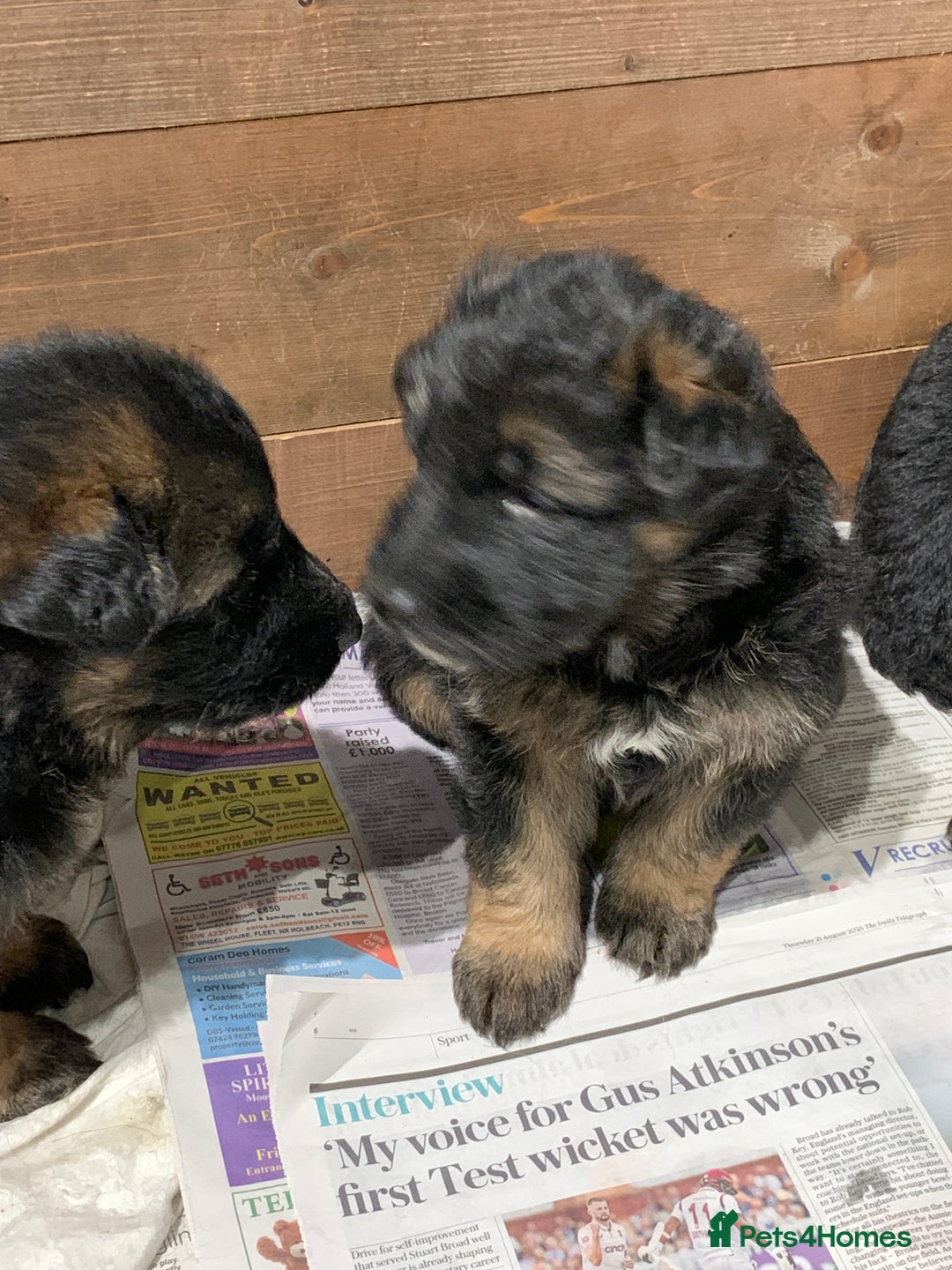 German Shepherd dogs for sale: Gorgeous German shepherd puppies - Image 7