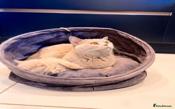 British Shorthair cats for sale: 🌈 GCCF fawn/blue 🏆Champion🏆 BSH teddy bears 🌈 - Image 10