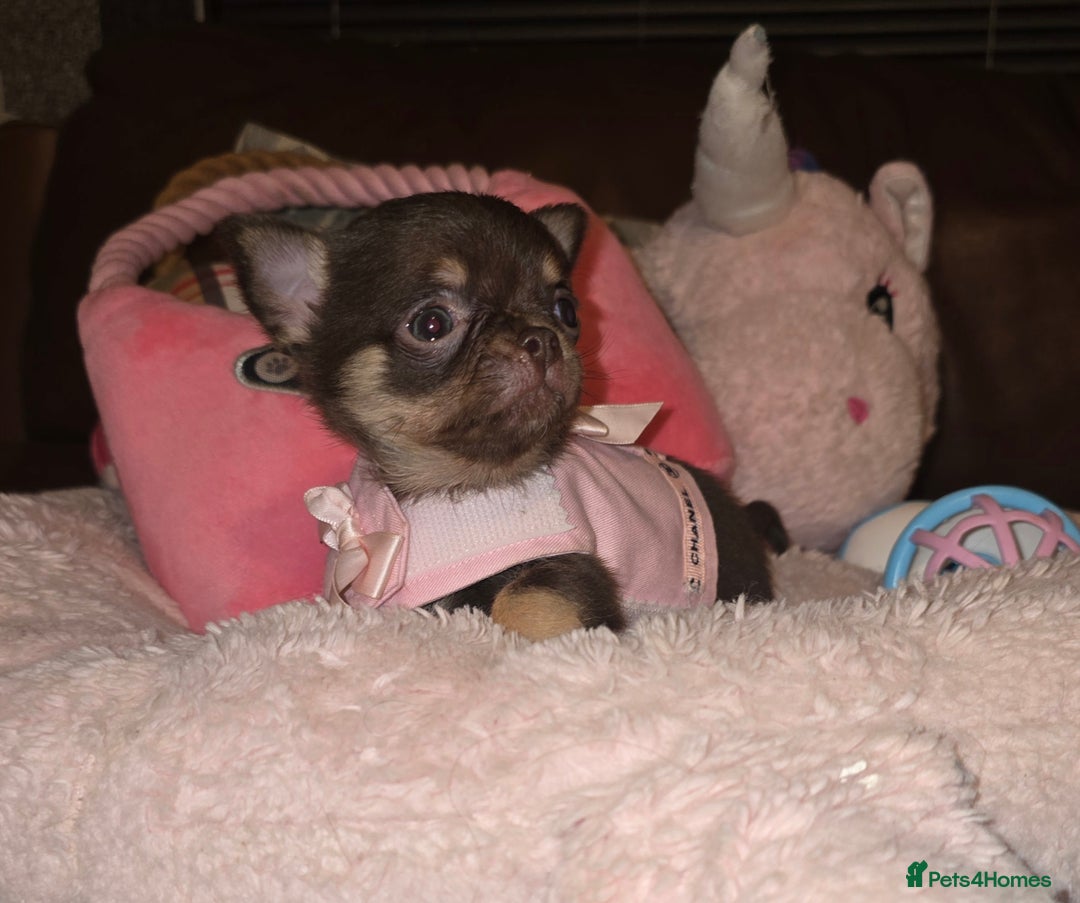 Chihuahua dogs for sale: XxQuality Chihuahua Chocolate Thai breeding pupsXx - Advert 11