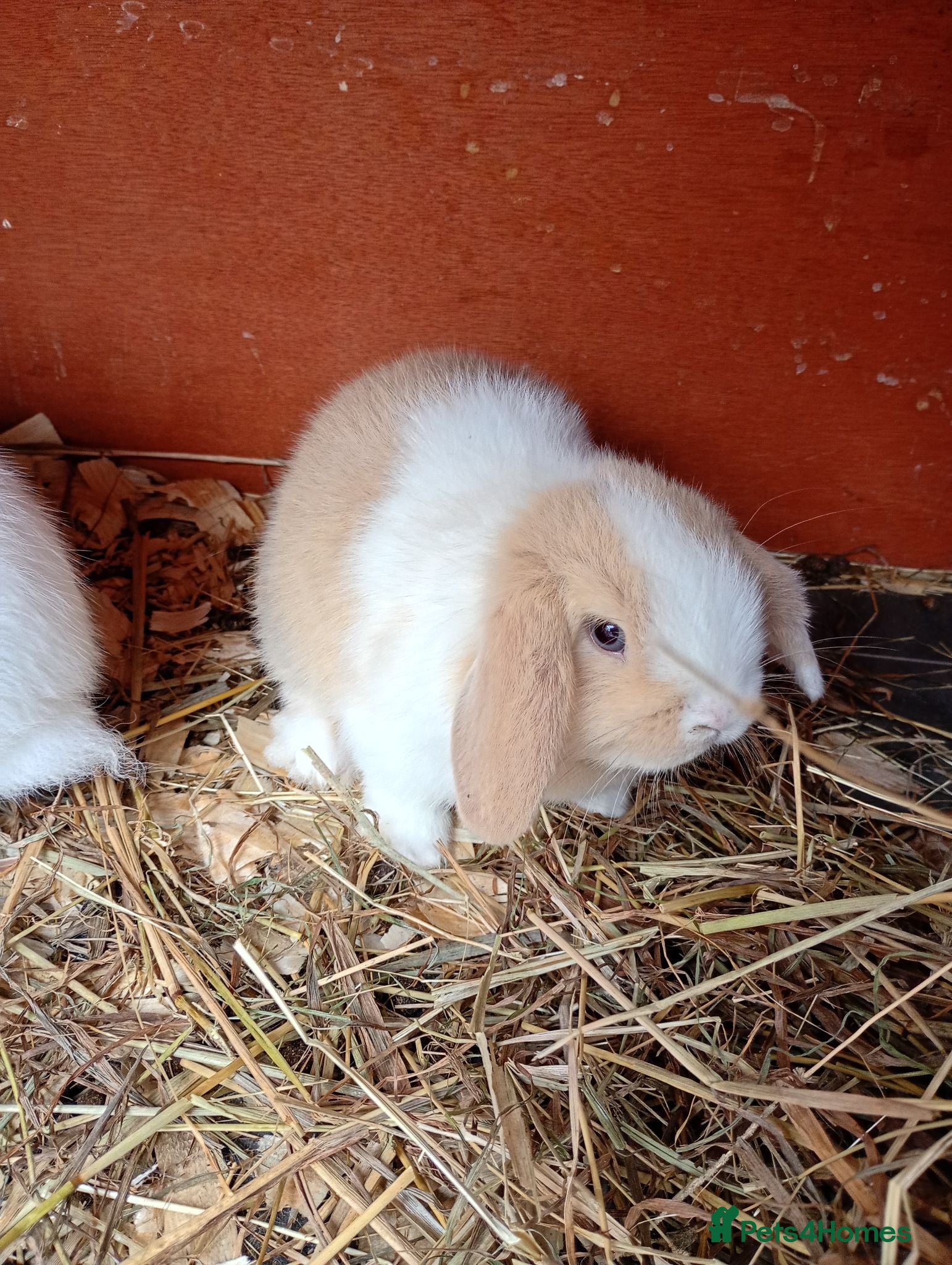Mini Lion Lop rabbits Mini lops & Mini lion lops - Advert 1