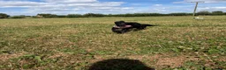 Cocker Spaniel dogs for sale: Rosie - Cocker Spaniel in Kidderminster - Advert 11