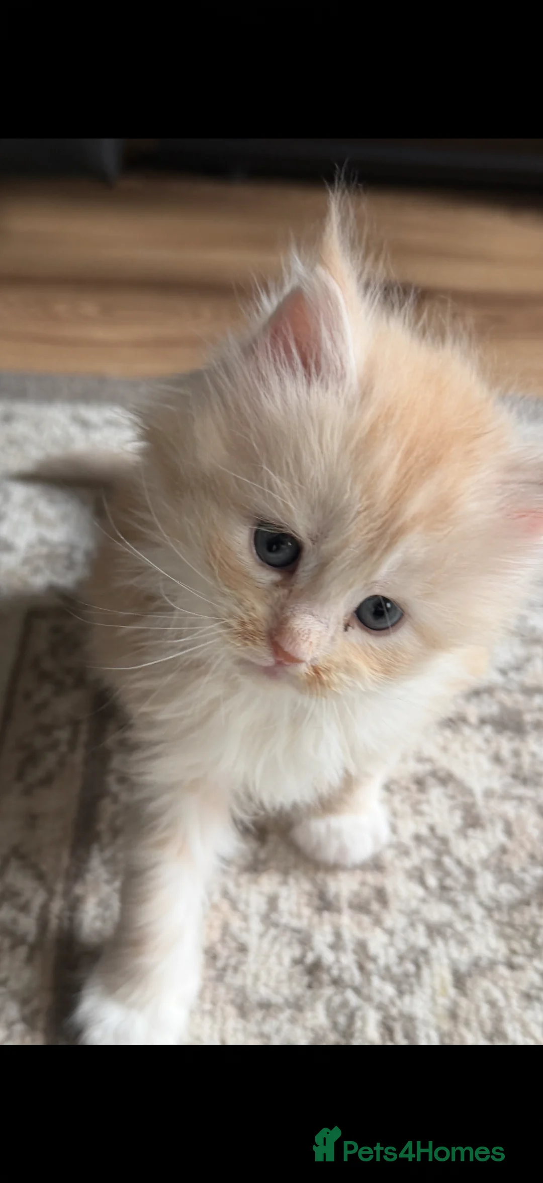 Maine Coon cats for sale: Gorgeous Maine coon kitten - Advert 1