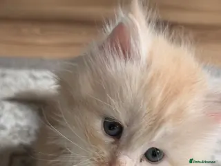 Maine Coon cats Gorgeous Maine coon kitten - Advert 3