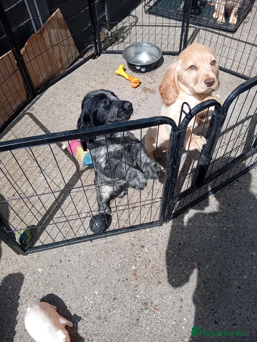 Sprocker dogs for sale: Stunning sprocker pups - Hull - Ready now!! - Advert 21