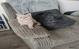 British Shorthair cats for sale: British shorthair kitten READY NOW - Image 7