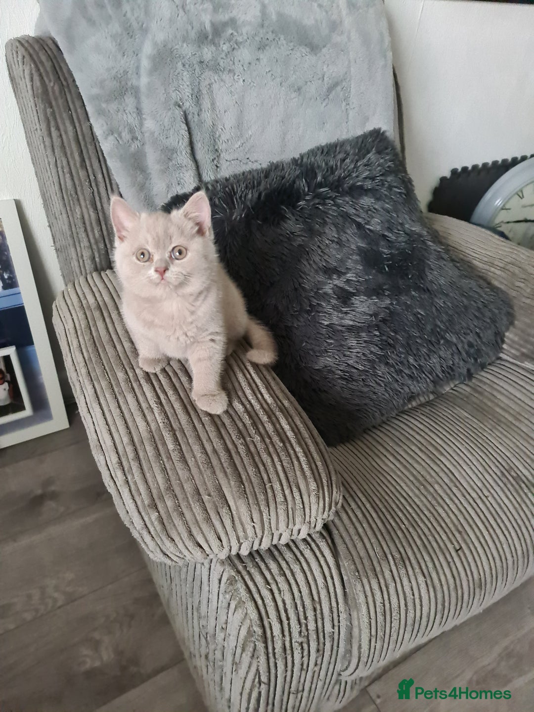 British Shorthair cats for sale: British shorthair kitten READY NOW - Image 7