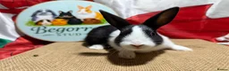 Dutch rabbits for sale: Gorgeous Dutch Rabbits  - Advert 3