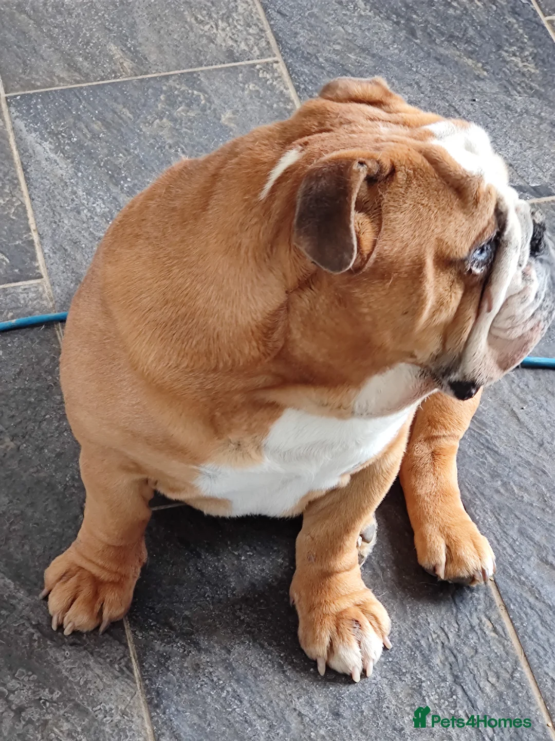 English Bulldog dogs for sale: English bulldog - 4 years old - Advert 2