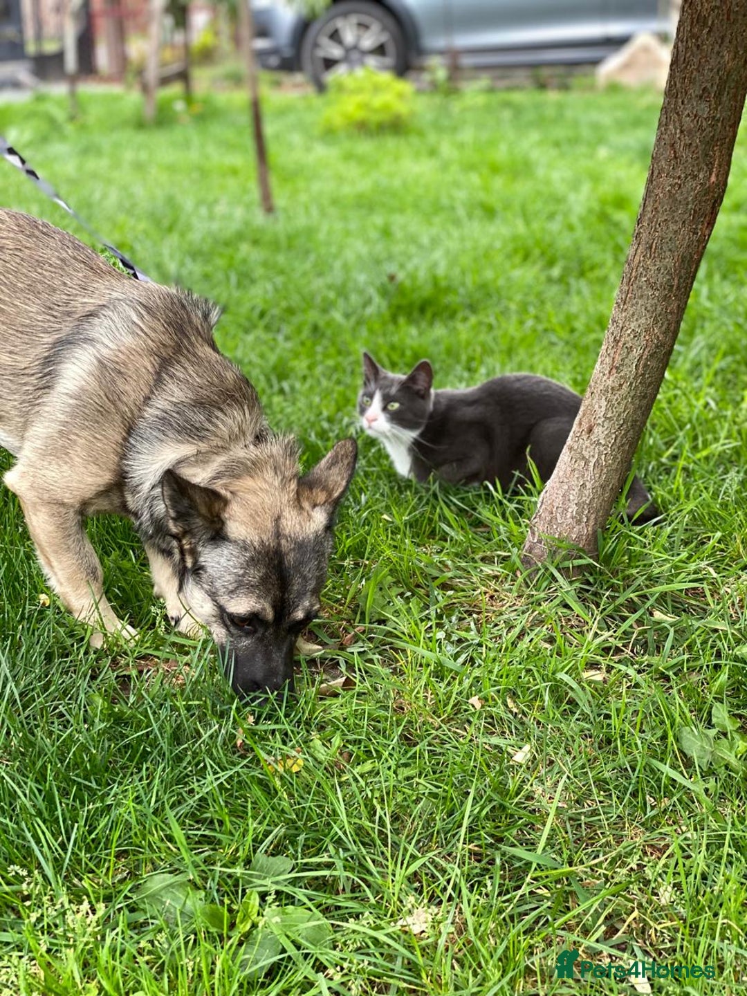 Mixed Breed dogs for adoption: 💙🐶 KAI 🐶💙 - Image 4