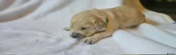 Golden Retriever dogs for sale: KC Registered Show Line Golden Retriever Puppies - Advert 29