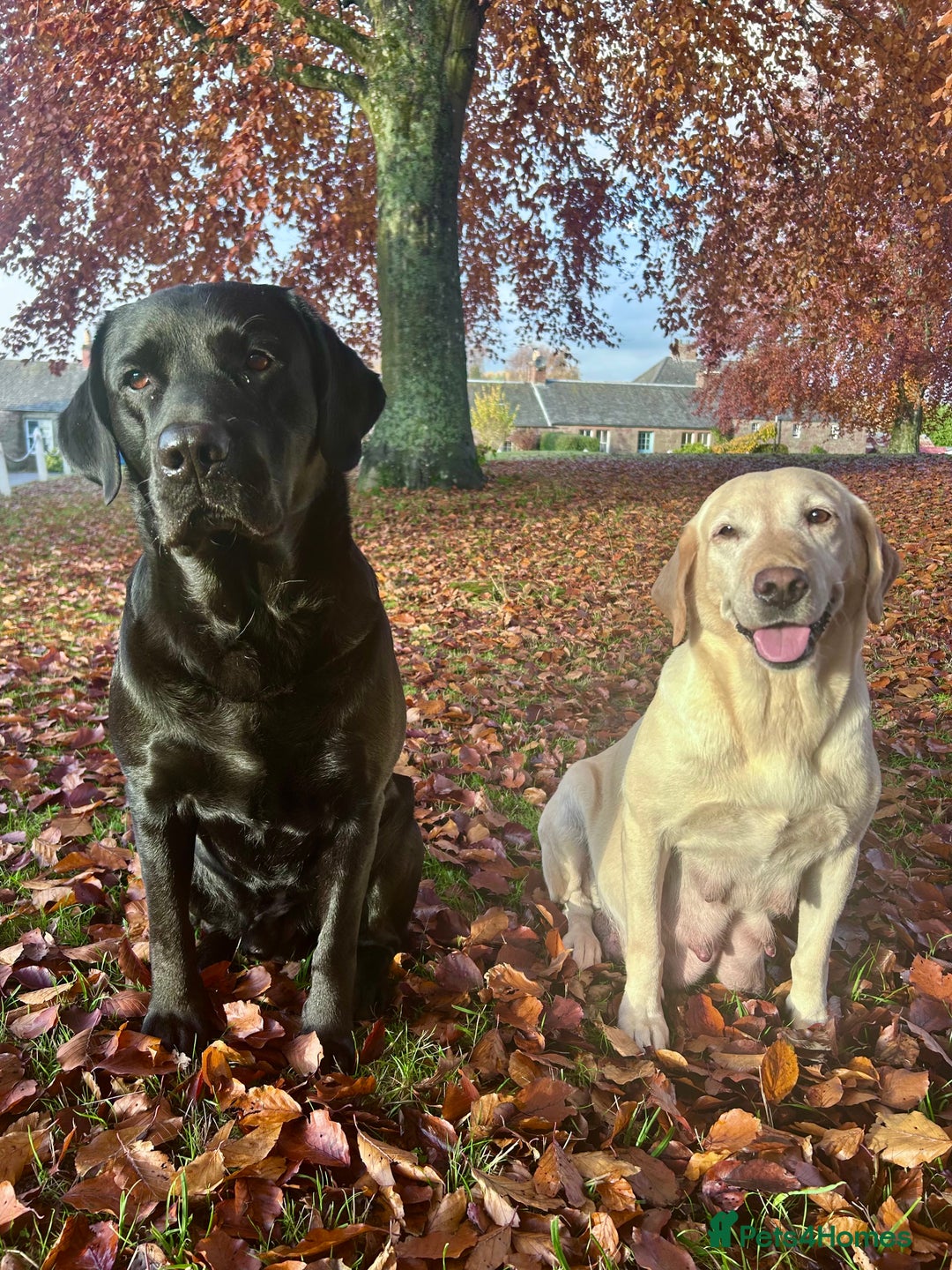 Labrador Retriever dogs for sale: Beautiful KC Reg Lab Pups - Advert 13
