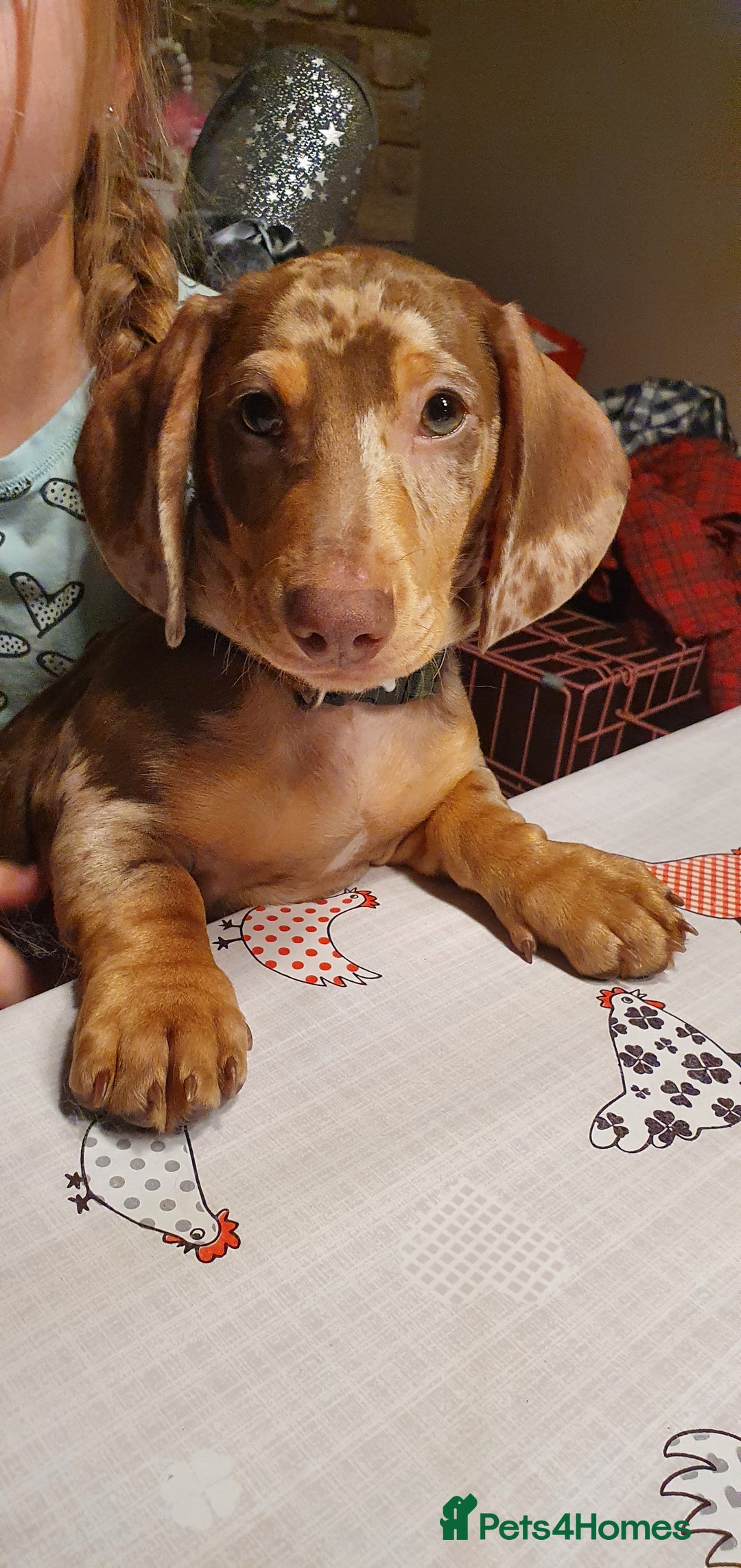 Miniature Dachshund dogs for sale: Tiny Timothy needs a new knee to snuggle up on  - Advert 10