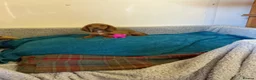 Cocker Spaniel dogs for sale: Cocker spaniel  in Doncaster - Advert 4