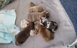Mixed Breed dogs for sale: 8 Bully X Puppies  - Image 1