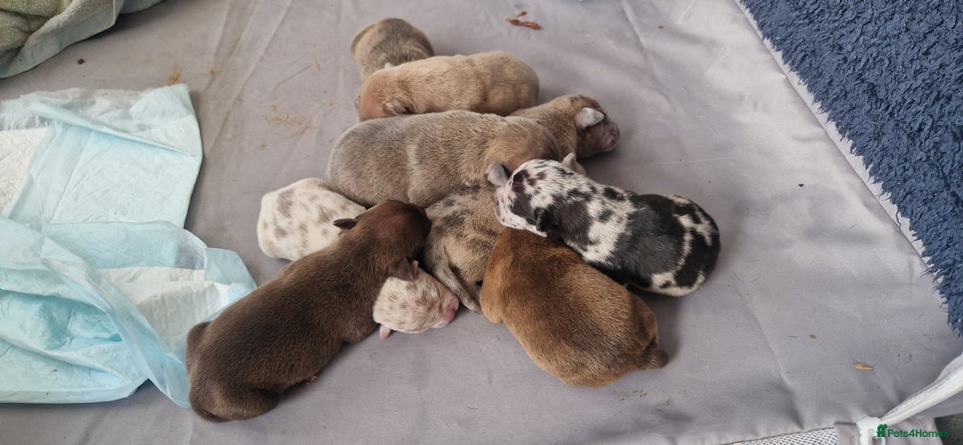 Mixed Breed dogs for sale: 8 Bully X Puppies  - Image 1