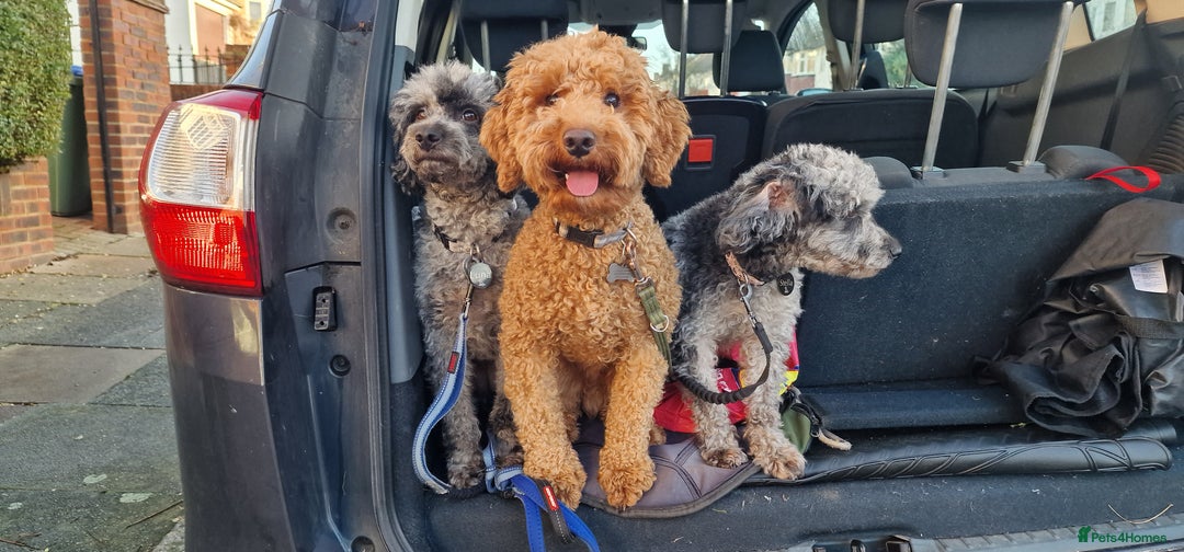 Cockapoo dogs for sale: Apricot coloured cockapoo boy - Advert 26