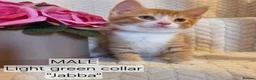Mixed Breed cats for sale: Beautiful 1/4 maine coon kittens. - Advert 8