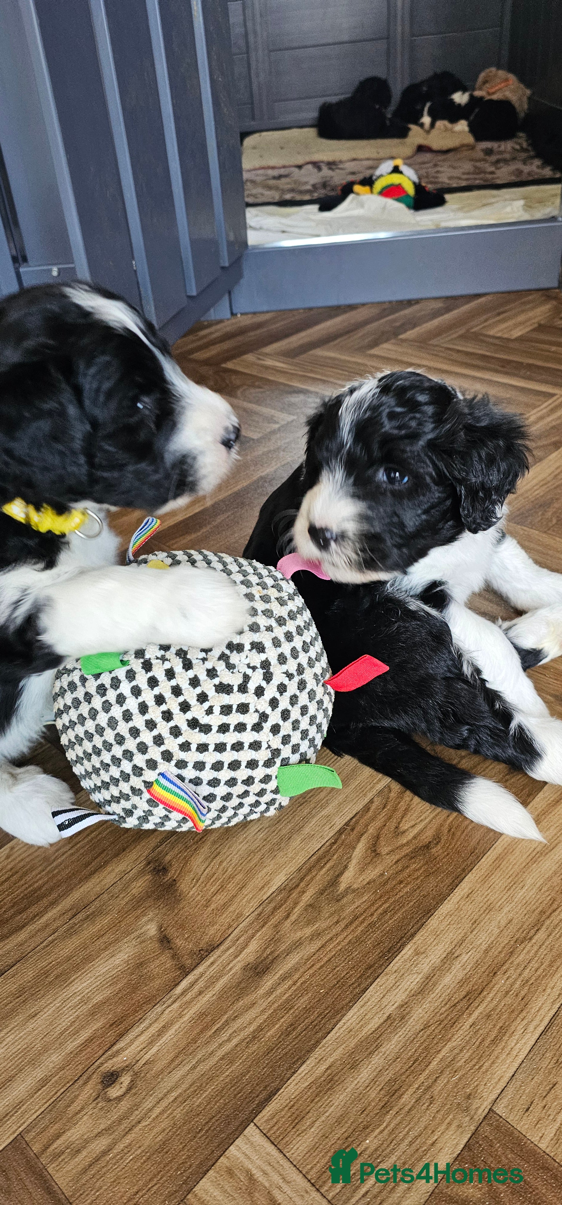 Sheepadoodle dogs F1 Sheepadoodles Ready  8th April - Advert 2