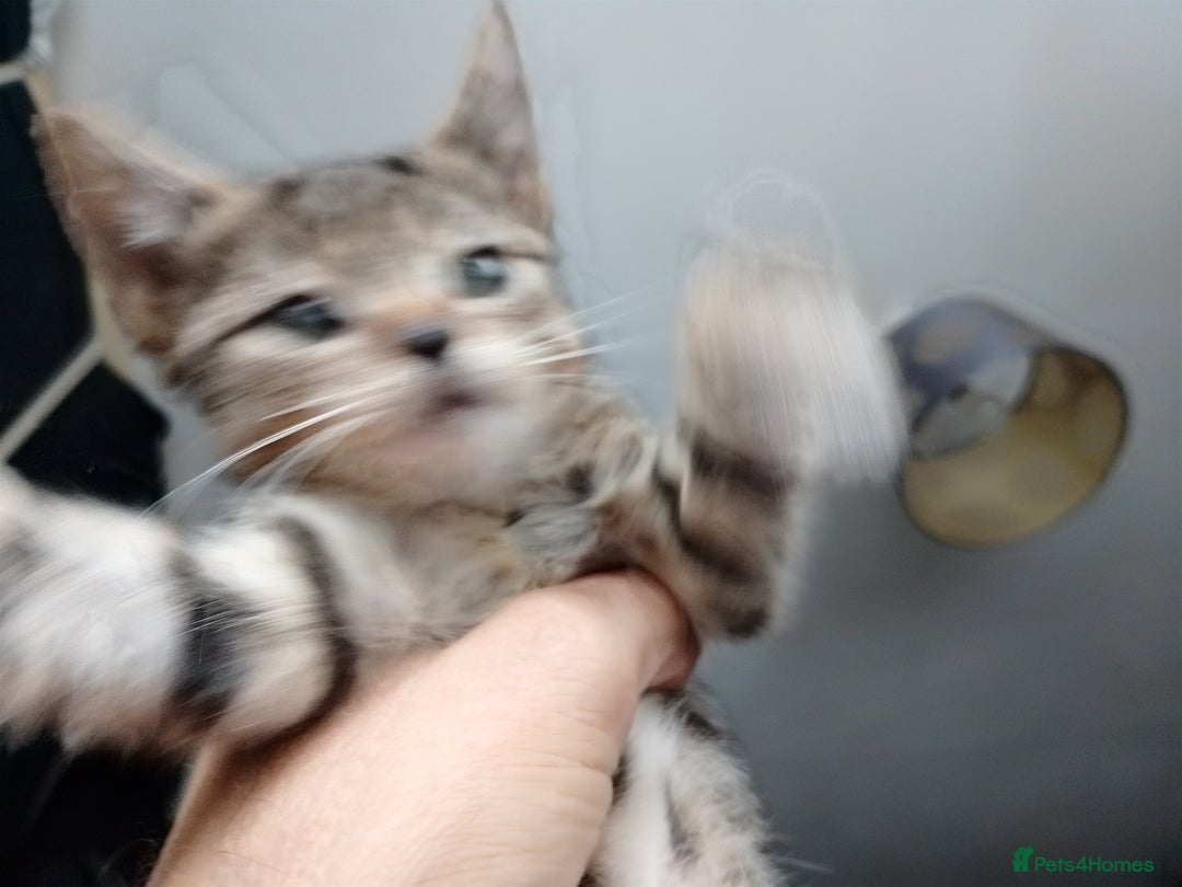 Mixed Breed cats for sale: tabby bengal cross male kitten - Image 6