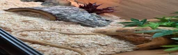 Corn Snake reptiles for sale: 2 cornsnakes full setup  in Ashton-under-Lyne - Advert 6