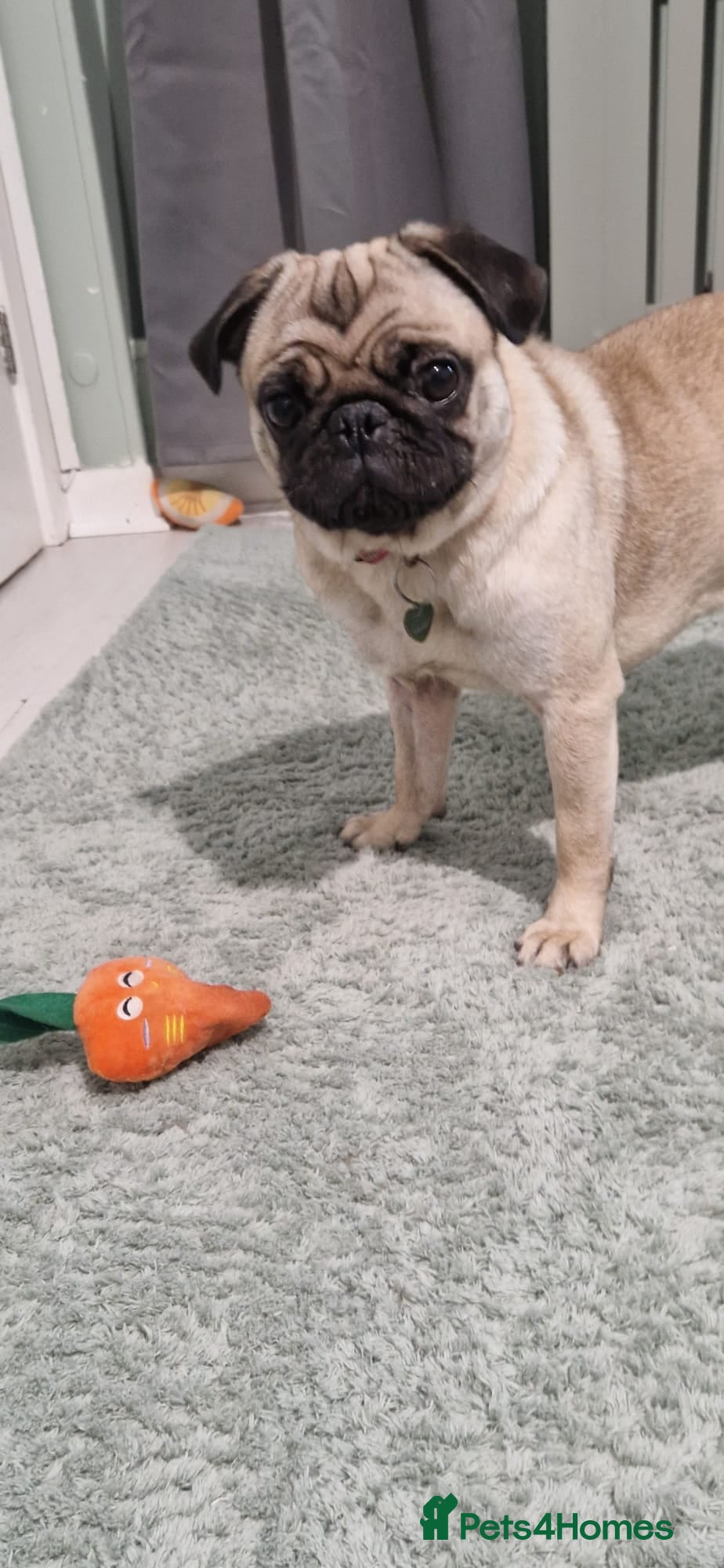 Pug dogs Happy beautiful pug - Advert 3