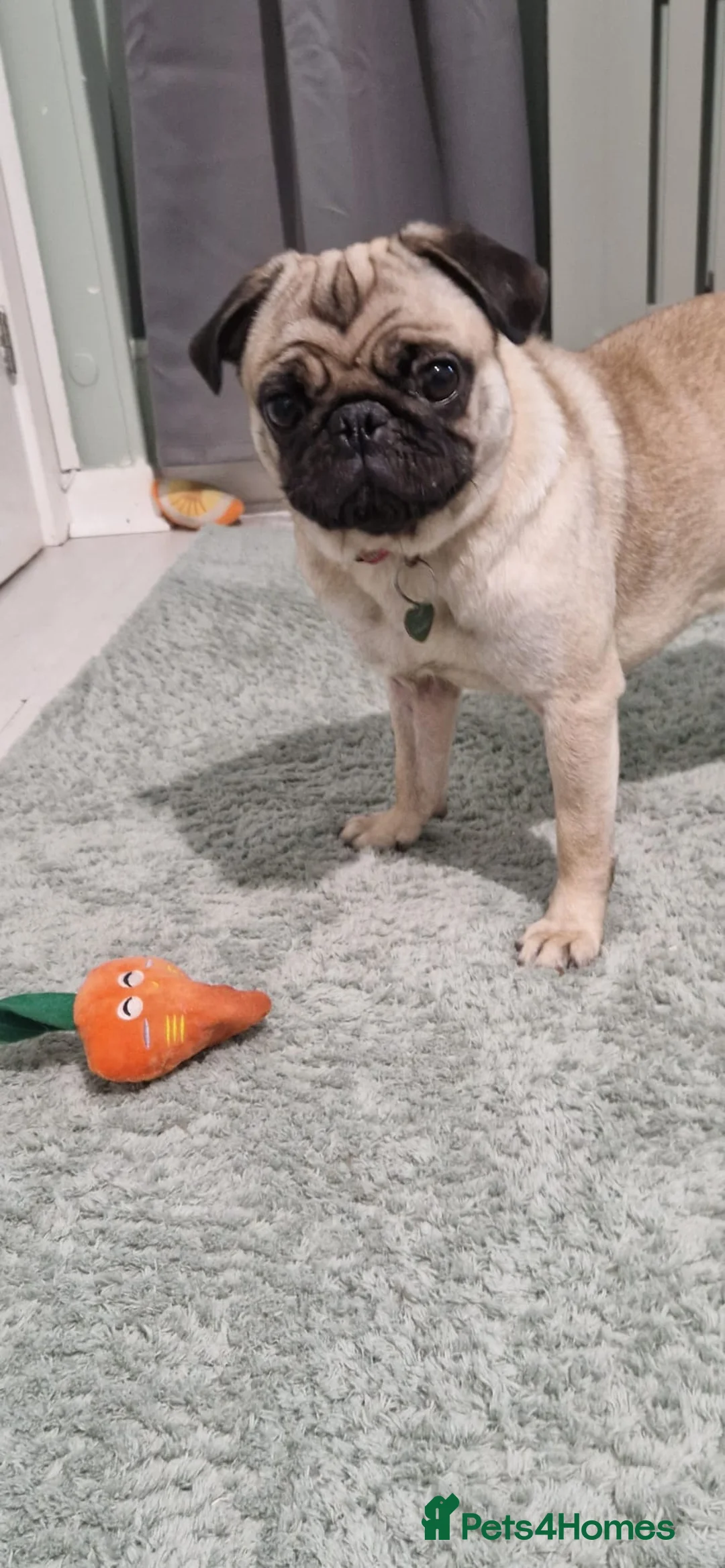 Pug dogs for sale: Happy beautiful pug - Advert 1