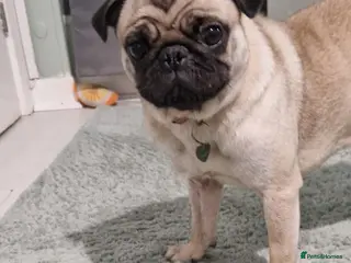 Pug dogs Happy beautiful pug - Advert 17