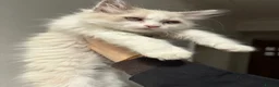 British Shorthair cats for sale: Stunning fluffy kittens ready for you loving home - Advert 3