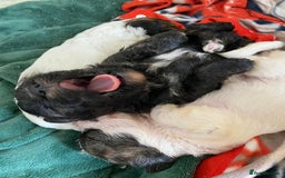Mixed Breed dogs for sale: 2nd generation Yorkichons - Image 6