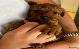 Labradoodle dogs for sale: Miniature Fox Red Labradoodles  - Image 10