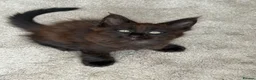 Maine Coon cats for sale: Baby Black Smoke TICA Maine Coon Kittens - Advert 9