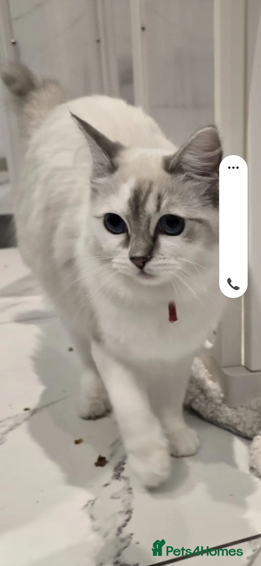 Ragdoll cats for sale: BEAUTIFUL PEDIGREE RAGDOLL KITTENS STUNNING - Advert 2