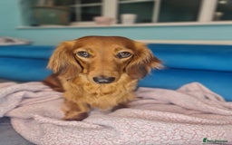Dachshund dogs for sale: 5 beautiful long-haired Dachshunds pupps - Image 22
