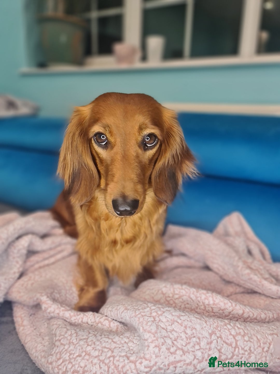 Dachshund dogs for sale: 5 beautiful long-haired Dachshunds pupps - Image 22