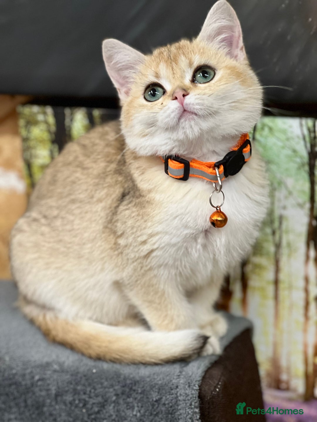 British Shorthair cats for sale: Stunning British shorthair NY 12 kittens - Image 13