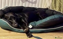 Labrador Retriever dogs for adoption: Pixie - Badersfield Norfolk  - Image 11