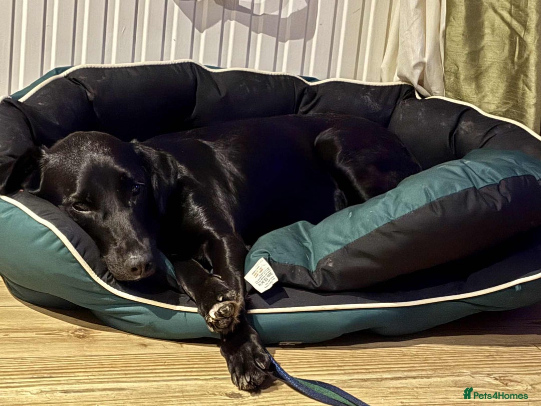 Labrador Retriever dogs for adoption: Pixie - Badersfield Norfolk  - Image 11