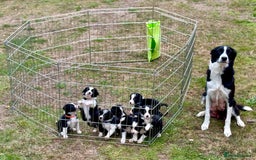 Border Collie dogs for sale: 10 Beautiful Border Collie Puppies - Image 22