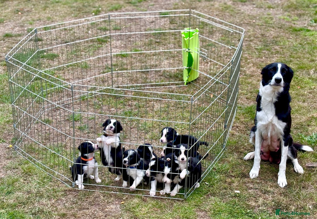 Border Collie dogs for sale: 10 Beautiful Border Collie Puppies - Image 22