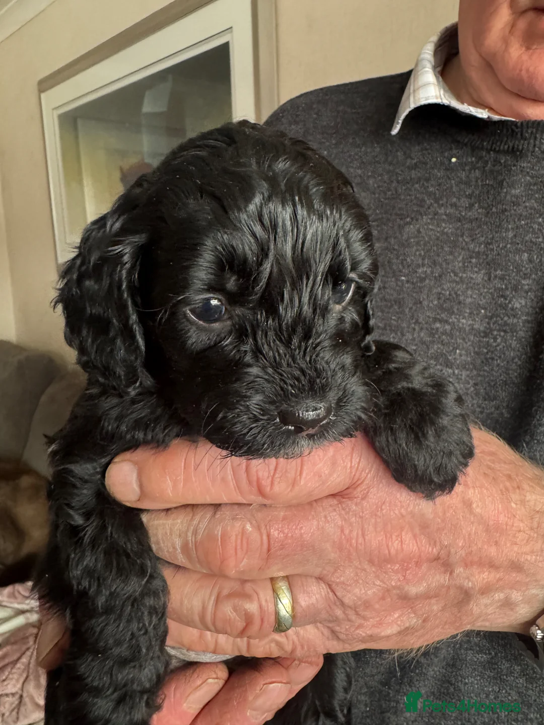 Cockapoo dogs for sale: Cockapoo Puppies in Bradford - Advert 2