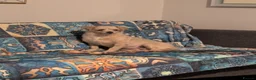 Chipoo dogs for sale: Hiking Companion Chipoo DNA tested 5 ⭐ - Advert 11