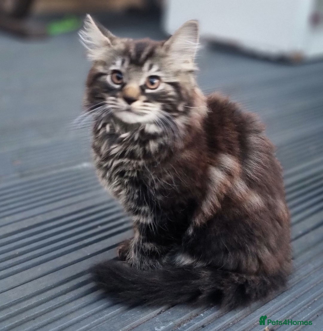 Mixed Breed cats for sale: Cute kittens - Image 30
