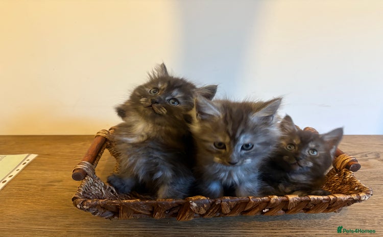 Maine Coon cats - Advert 15