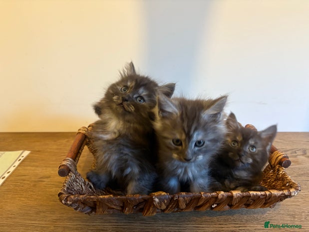 Maine Coon cats - Advert 2