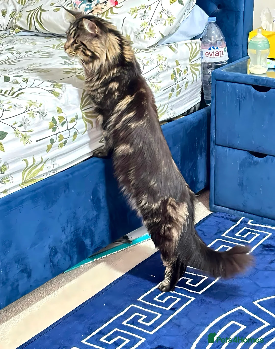 Maine Coon cats for stud: XL Mainecoon For Stud - Advert 2