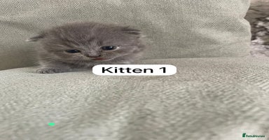 British Shorthair cats - Advert 7